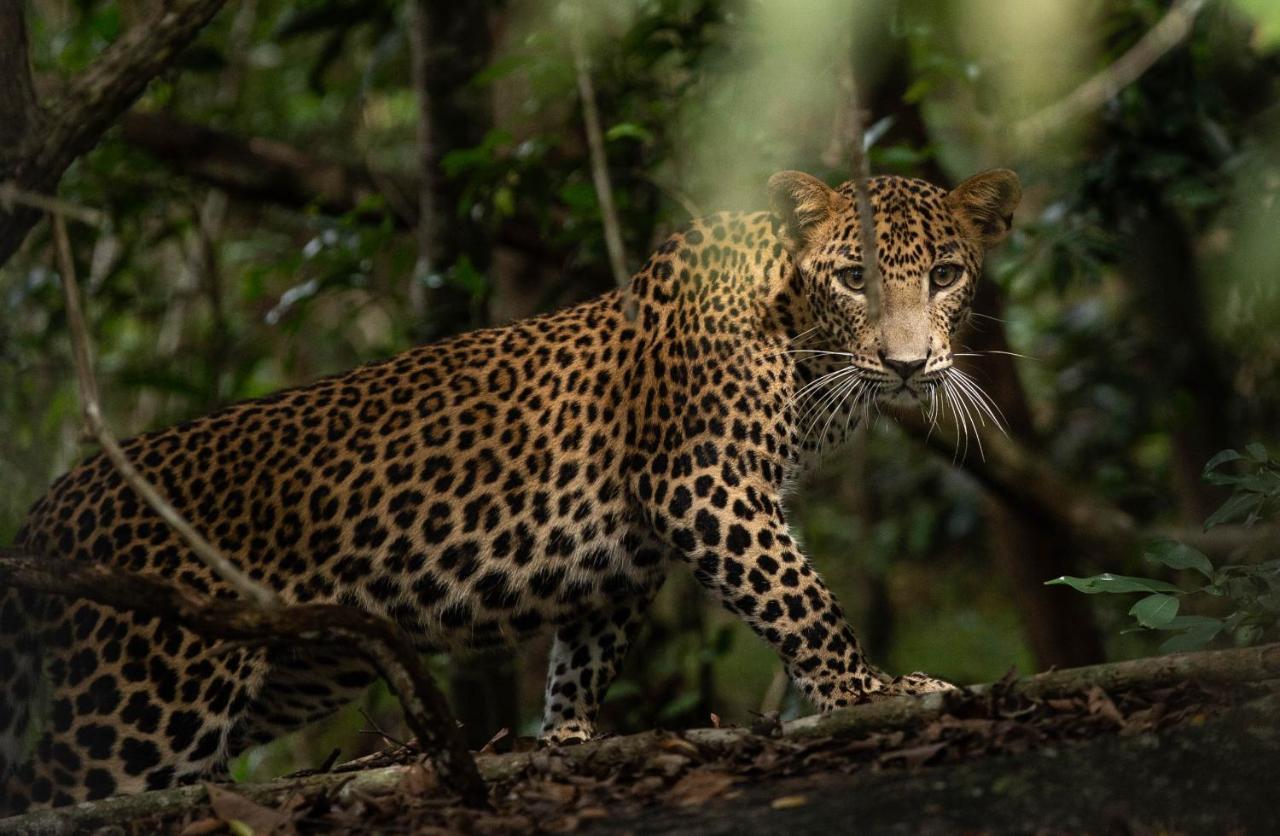 Makini Bush Camp, Yala Hotel Kültér fotó